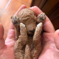 Barboncini toy e nano