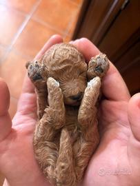 Barboncini toy e nano