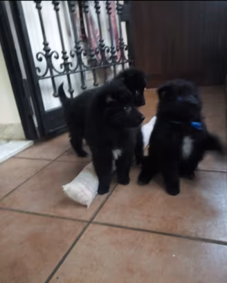 2 Cucciole pastore belga groenendael