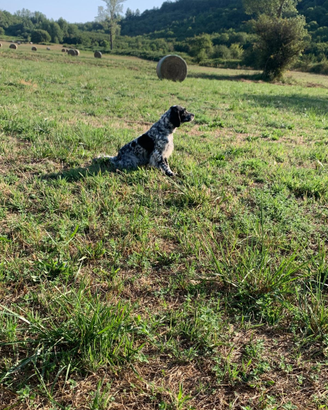 Setter inglese