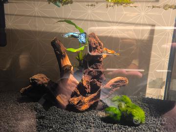 Acquario completo