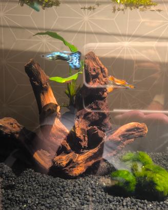 Acquario completo
