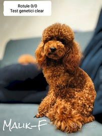 Barboncino nano fulvo