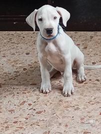 Dogo argentino ultimi cuccioli