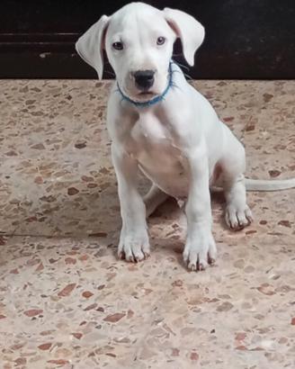 Dogo argentino ultimi cuccioli