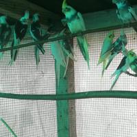 Calopsite varie colorazioni