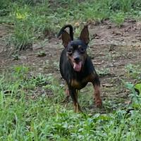 Pincher per accoppiamento