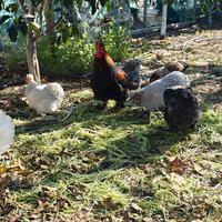 Galline Cocincina Esemplari Ornamentali