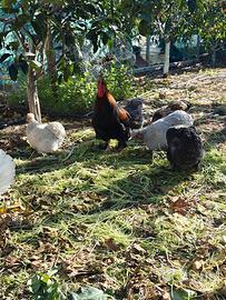 Galline Cocincina Esemplari Ornamentali