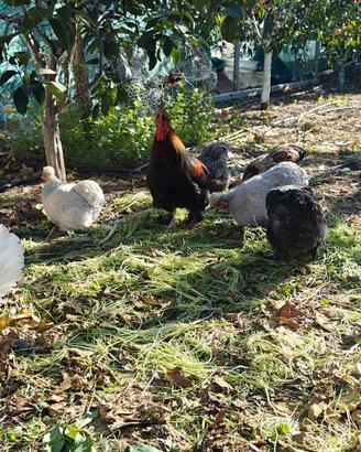 Galline Cocincina Esemplari Ornamentali
