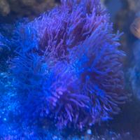 Rhodactis pink hairy, corallo molle