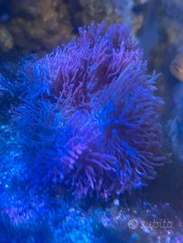 Rhodactis pink hairy, corallo molle