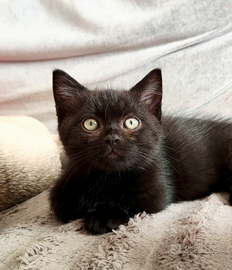 Munchkin con pedigree