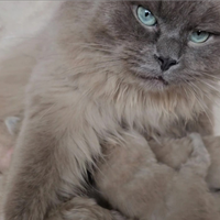 Ragdoll Mink Femmina con Pedigree