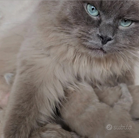 Ragdoll Mink Femmina con Pedigree