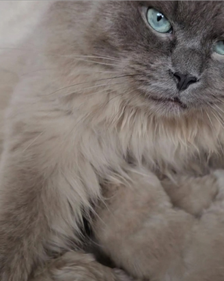 Ragdoll Mink Femmina con Pedigree