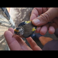 Cardellini nostrani 2025