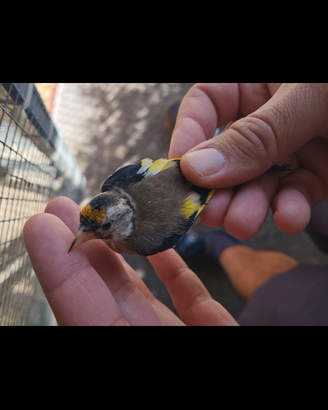 Cardellini nostrani 2025