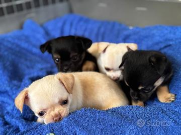Cuccioli maschi di Chihuahua