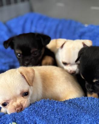 Cuccioli maschi di Chihuahua