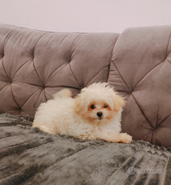 Micro Maltipoo di 3 mesi crema maschio