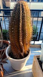 due cactus 