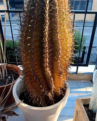 due cactus 