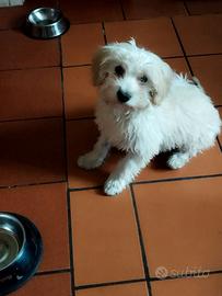 Maltipoo cucciolone
