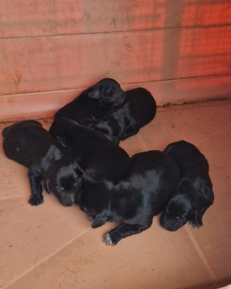 Cuccioli appena nati