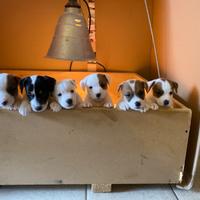 Cuccioli di Jack Russel