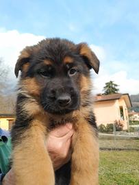 Cuccioli Pastore Tedesco Vicenza