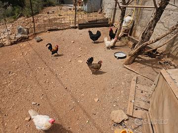 galline