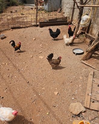 galline