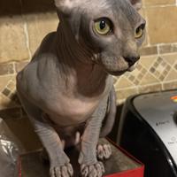 Gatto sphynx