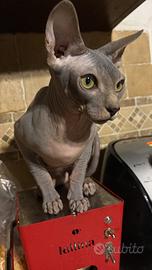 Gatto sphynx