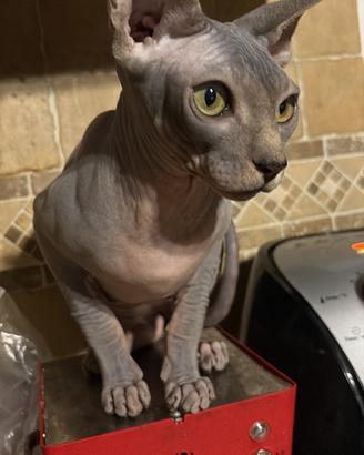 Gatto sphynx