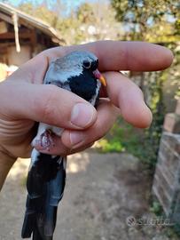 Tortore maschera di ferro
