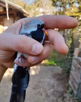 Tortore maschera di ferro