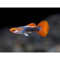 Guppy