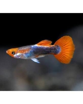 Guppy