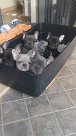 Cuccioli di bulldog francese varie colorazioni
