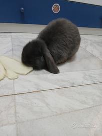 Vendita coniglio mini lop pochi mesi 40 euro