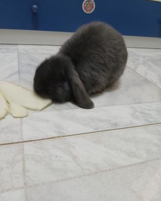 Vendita coniglio mini lop pochi mesi 40 euro
