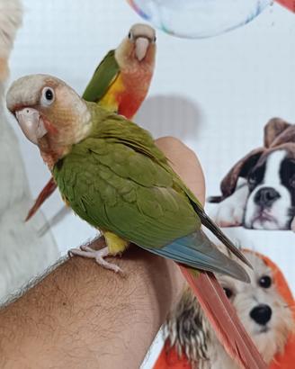 pyrrhura molinae allevati a mano 