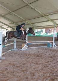 Pony da salto ostacoli