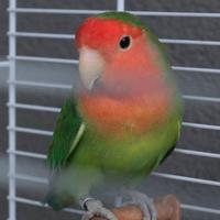 Pappagallino Agapornis