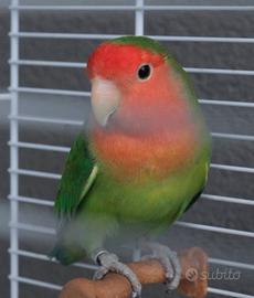 Pappagallino Agapornis