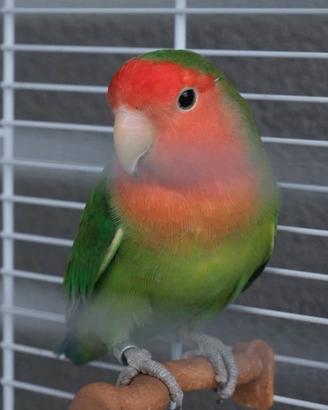 Pappagallino Agapornis