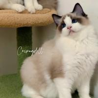 Ragdoll cuccioli