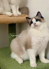 Ragdoll cuccioli